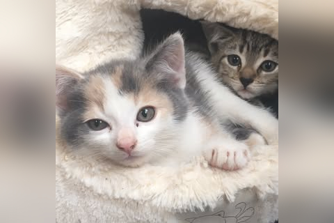 Swansea Cats and Kittens in Swansea