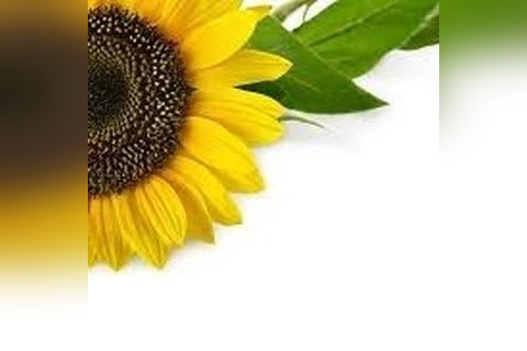 Helianthus emporium in Worcester