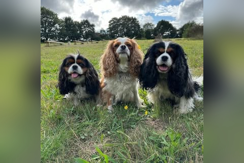 RSPCA in Farnborough