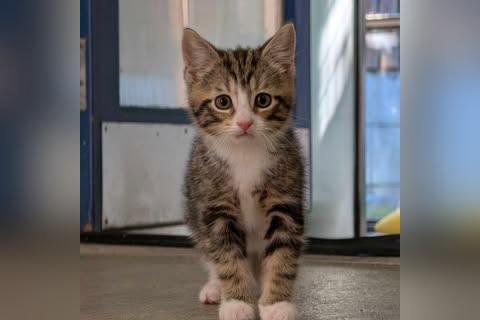 RSPCA Preston & District Branch Animal Centre in Preston