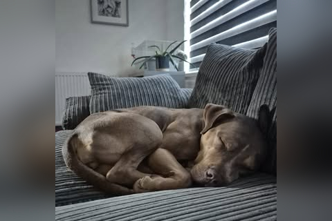 RSPCA in Ryde