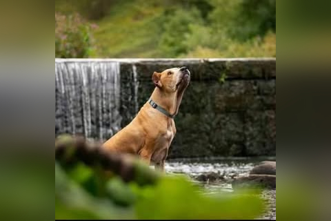 Pennine Pen Animal Rescue CIO in Oldham