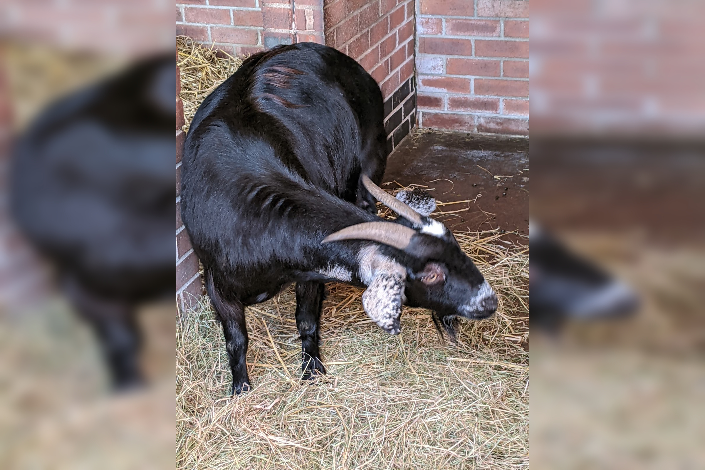 Redgate Farm Animal Sanctuary in Loughborough
