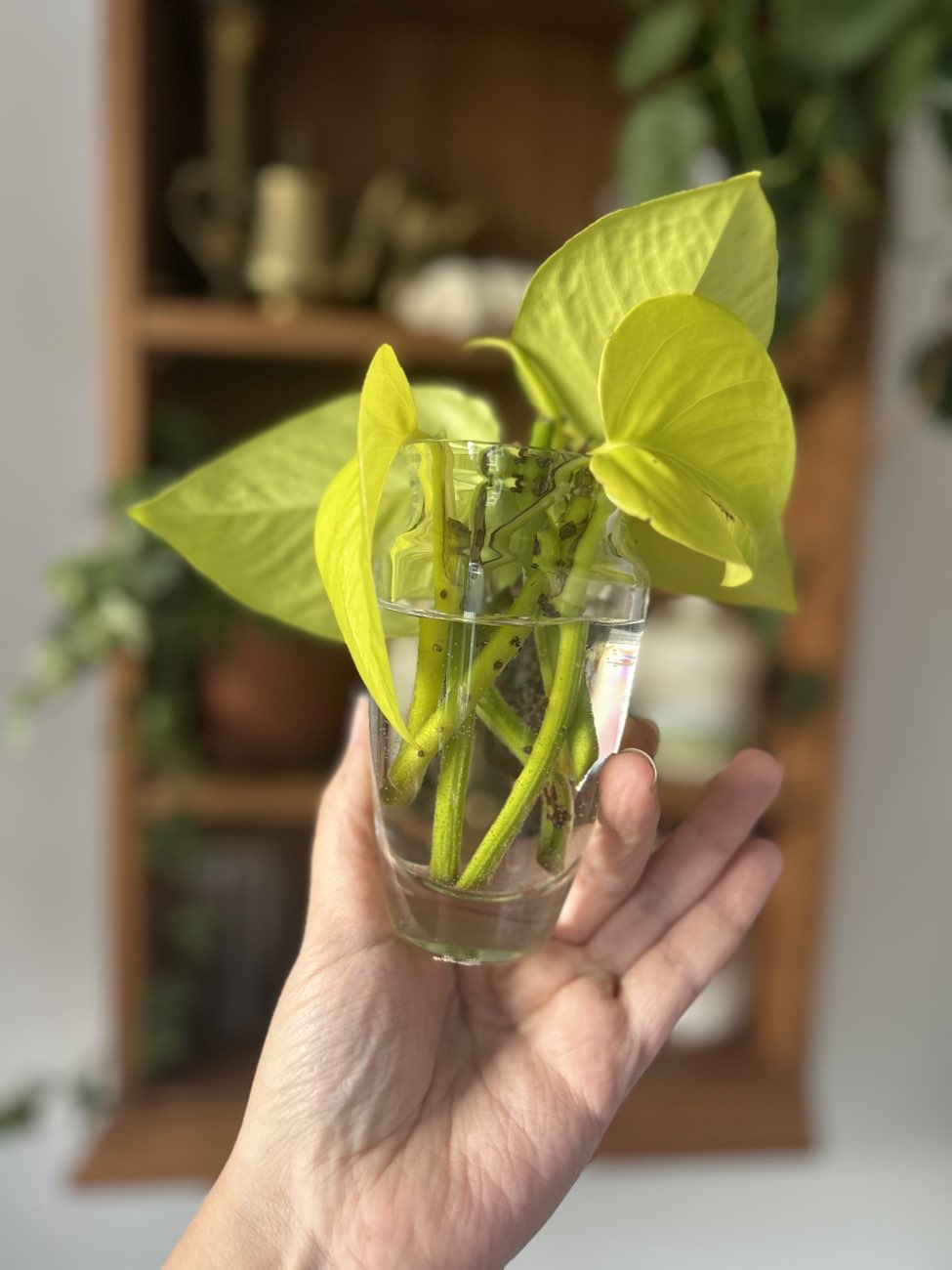 small vase, already holding pothos cuttings bought at DEBRA UK for Β£2.50