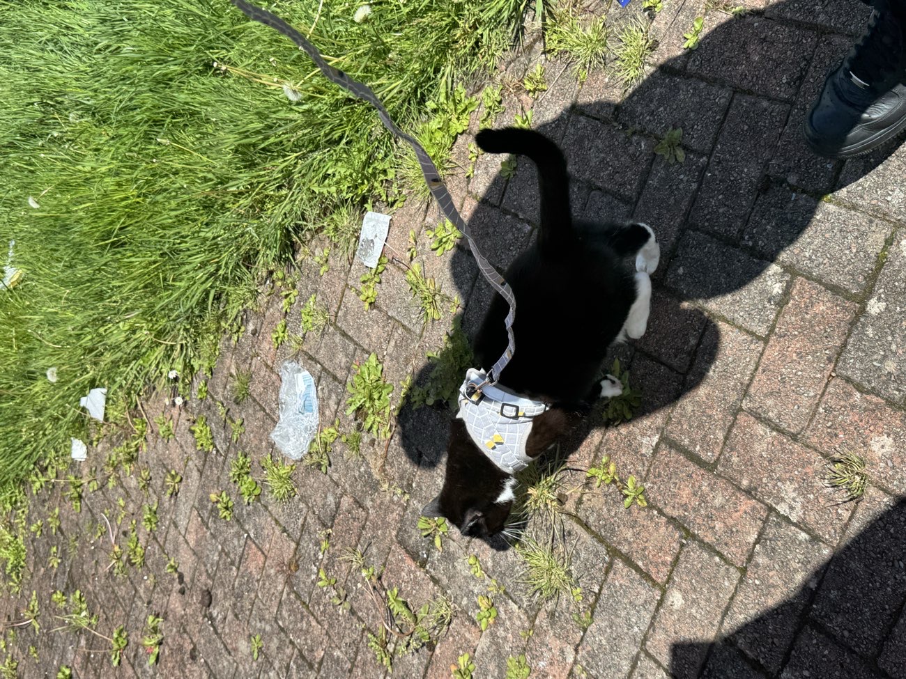 Cat Harness w/ Bumblebee Design bought at Polmadie Car Boot Sale for £2.00