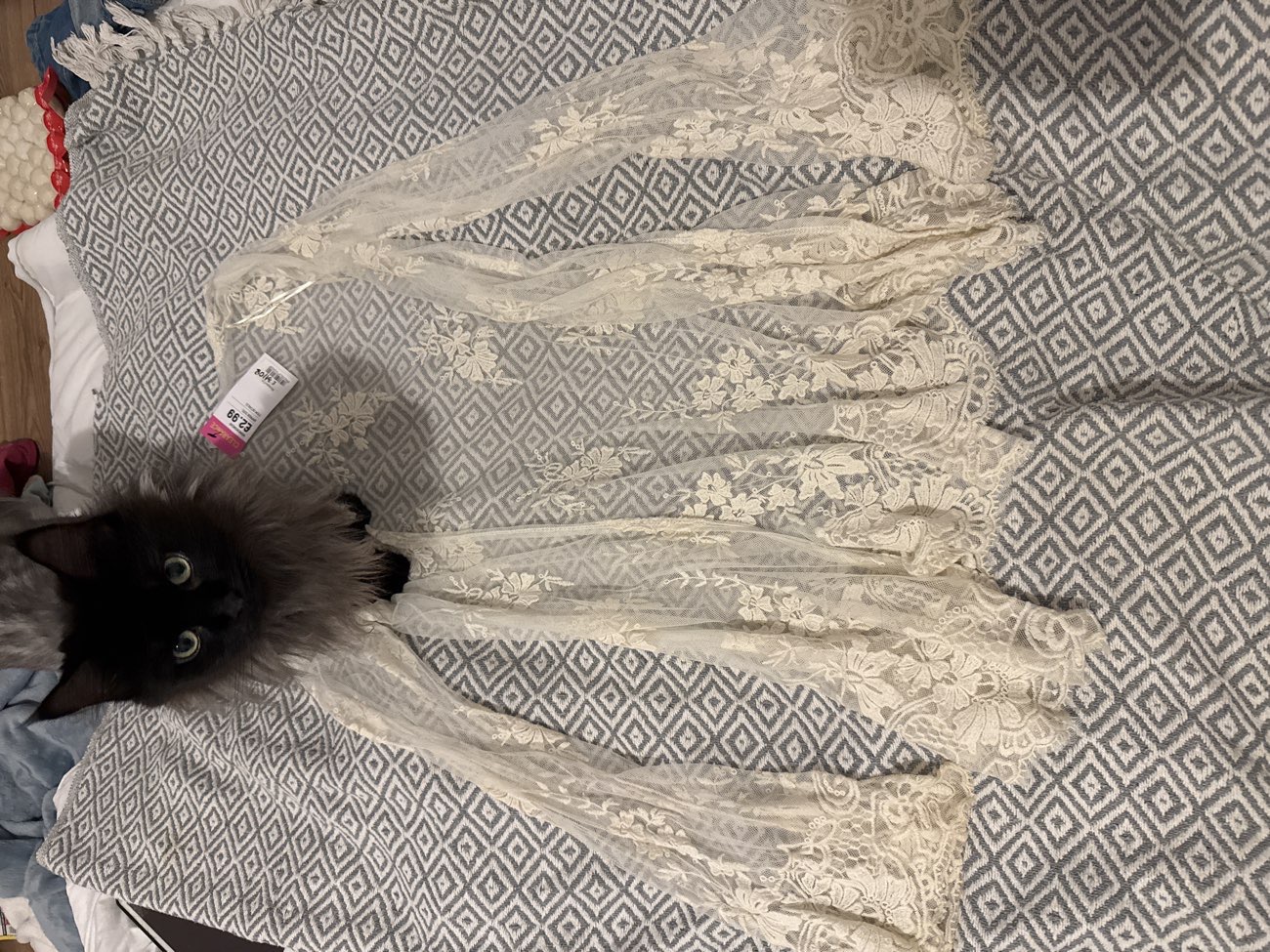🕊️ Goregeous Cream Lace Mesh. ~ feat. My cat :3 🦢 bought at Oxfam for £2.99