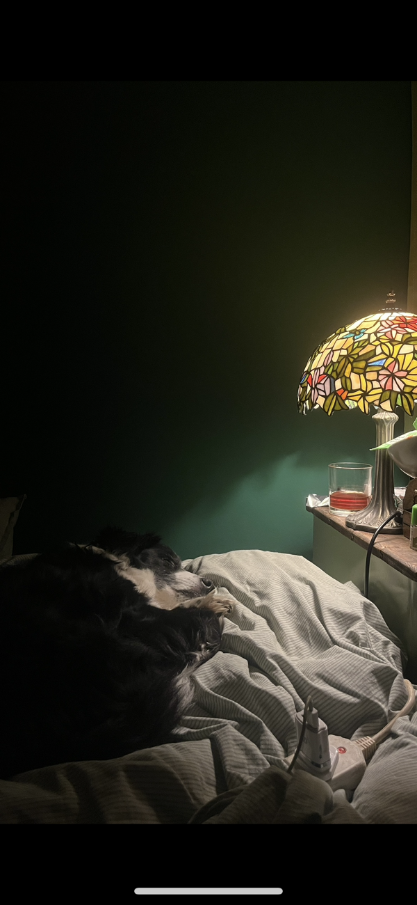 Tiffany lamp bought at Hebden Bridge Antiques Centre for £30.00