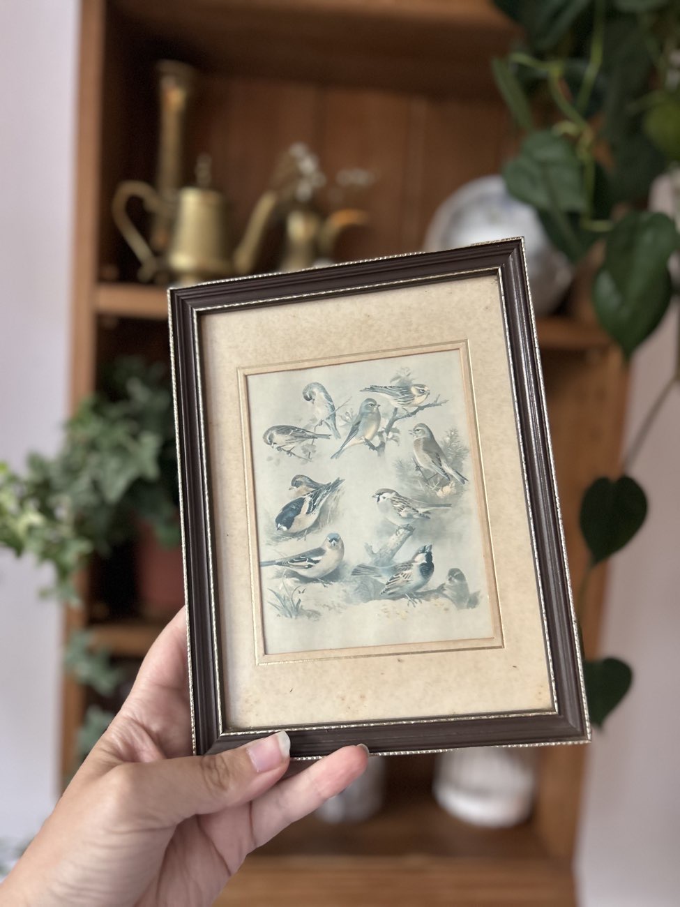 vintage framed bird print bought at Stella's Voice for £0.50