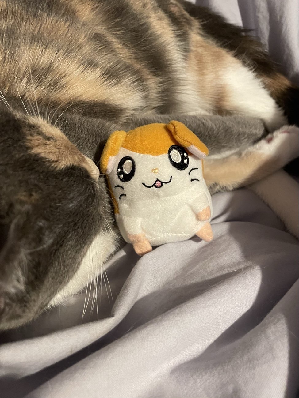 hamtaro plush ft: my cat bought at St Elizabeth East Coast Hospice for £0.50