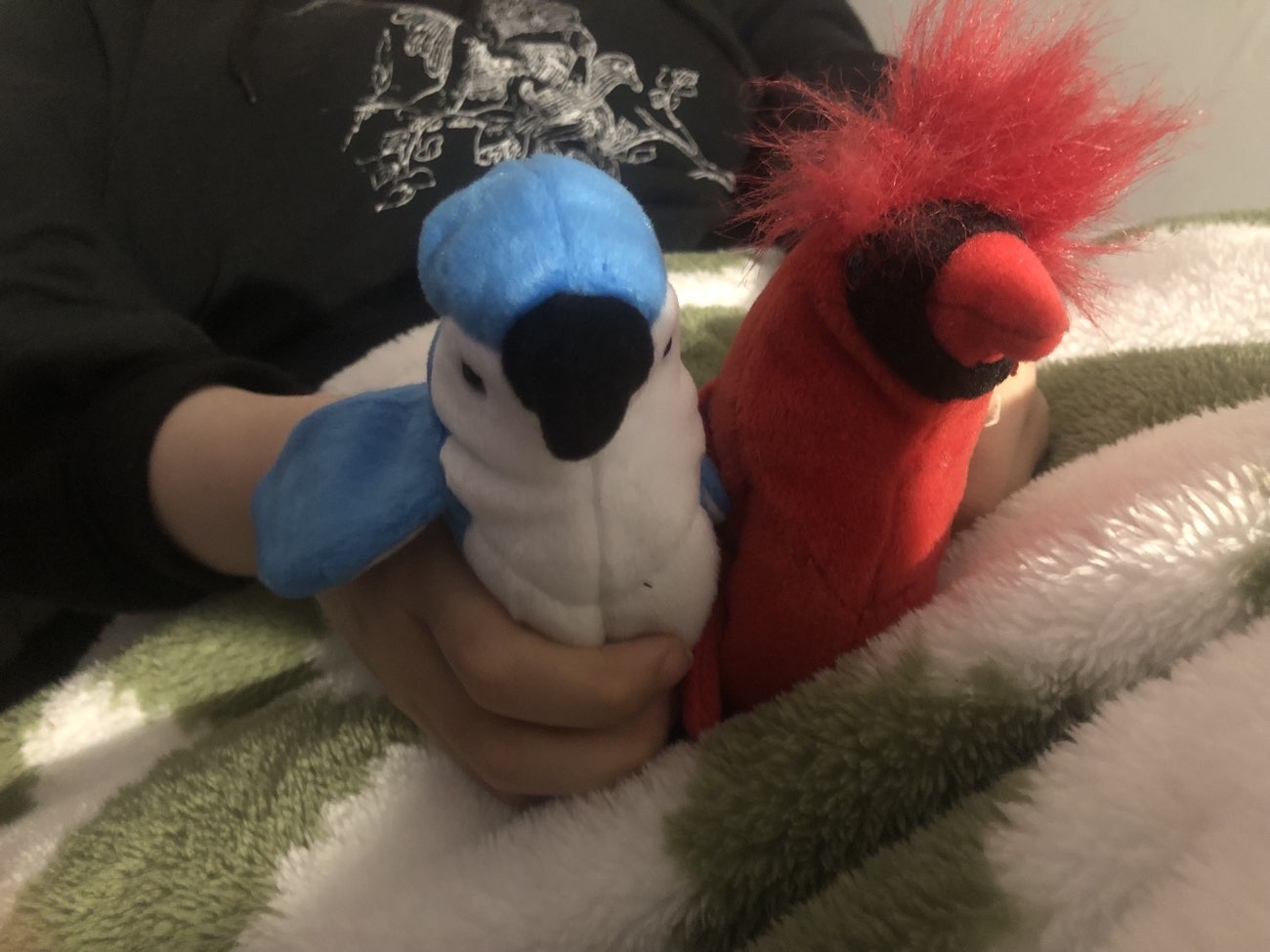 ty beanie babies blue jay & cardinal bought at Barnardo's for £4.00