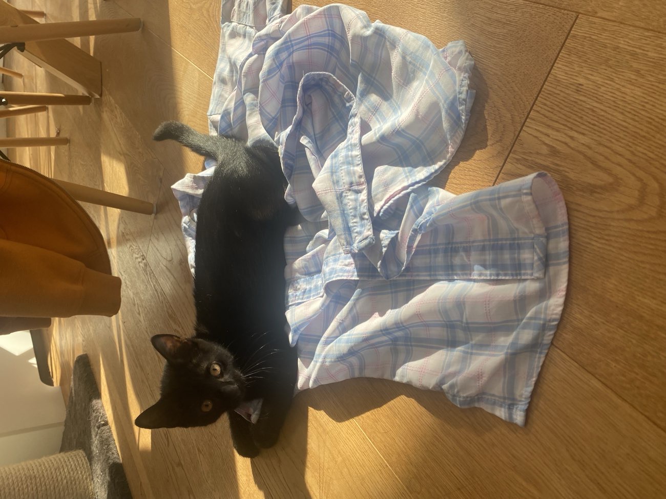 cute blue and pink plaid shirt! (think my cat loves it) product bought at Cancer Research UK for £3.75