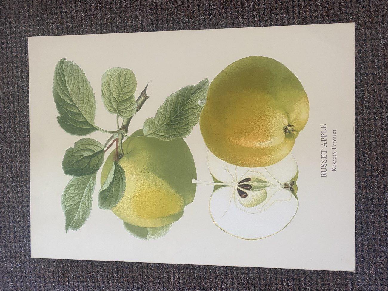 Laura Ashley Home Green Apple Canvas bought at British Heart Foundation Home Store for £5.00