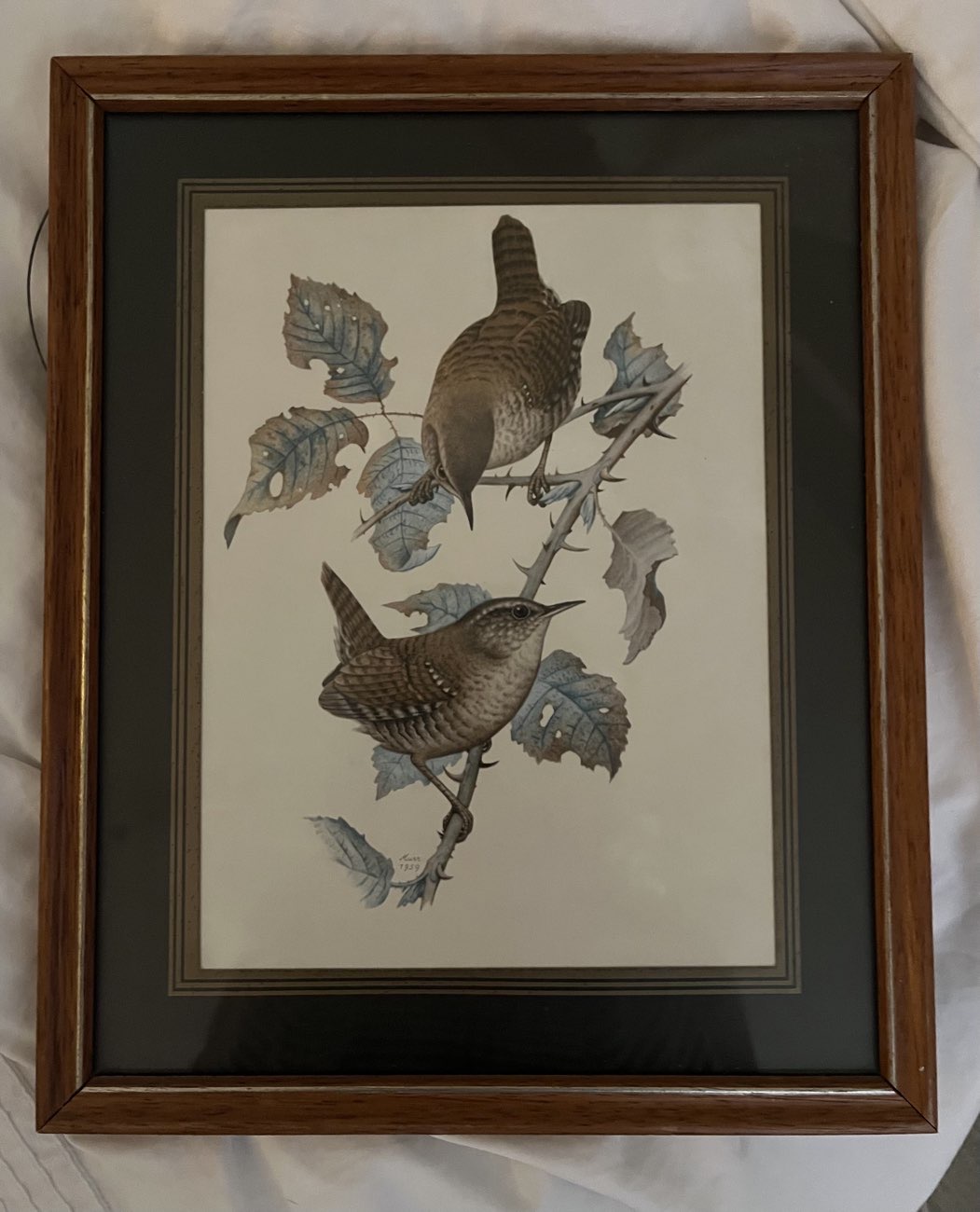 gorgeous framed wren artwork 🍂🪶 bought at British Heart Foundation for £2.00